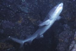 White Tip shark found in a cave in the Galapgos. by David Spiel 